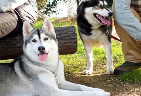 狗狗跟外人走怎么办,狗狗跟陌生人走代表什么