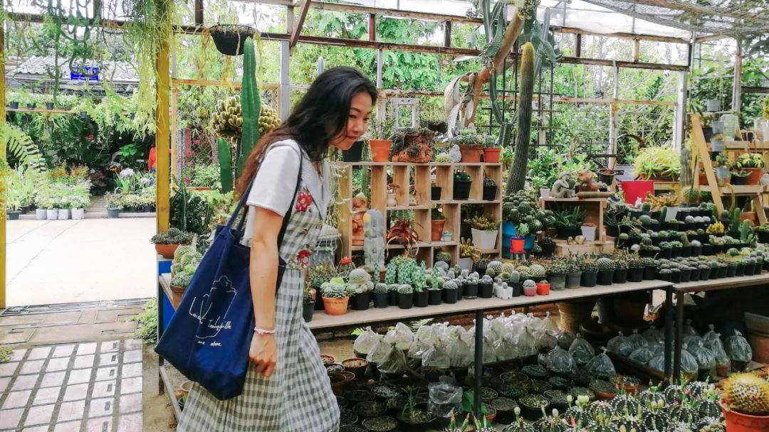 清迈的现状,清迈重逢