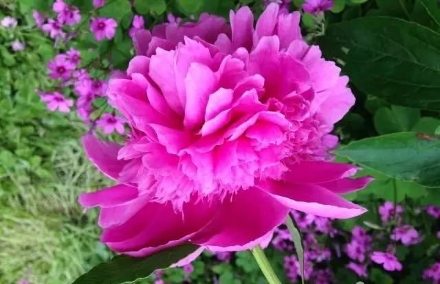 芍药花开季节花香四溢,芍药花开鸟语花香