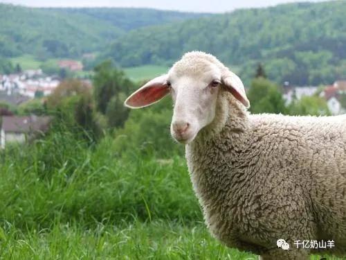 巴氏杆菌病防治视频,微课堂预防接种