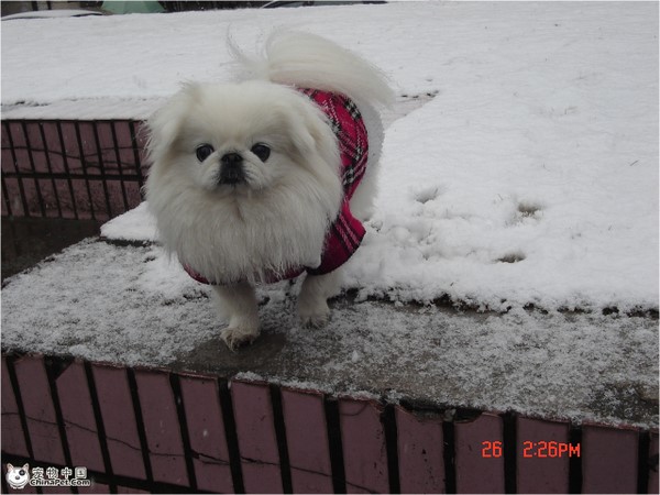 常见狗狗价格排行,狗狗价格以及品种大全