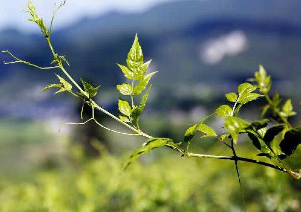 有助睡眠的食物褪黑素,每晚吃一片褪黑素改善睡眠