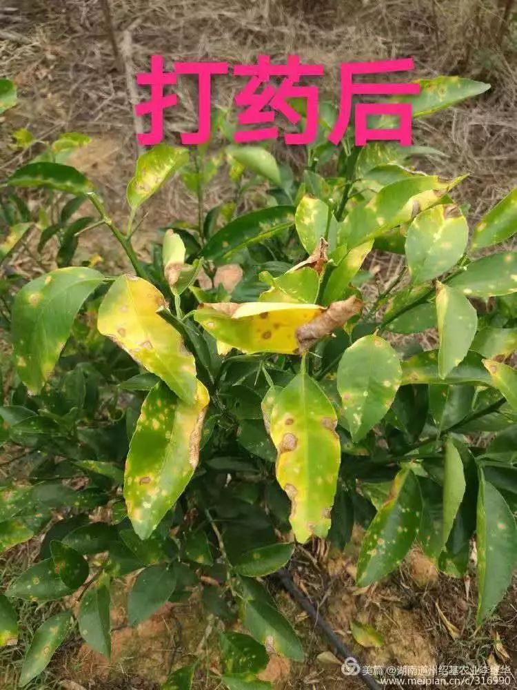 亚磷酸钾预防病害多久用一次,亚磷酸钾控旺药害表现