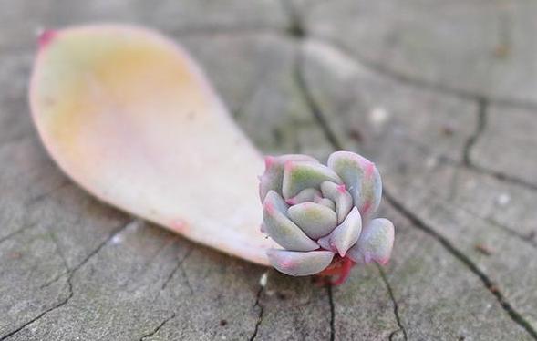 虹之玉多肉叶插成活率高吗,圣诞东云多肉叶插成活率