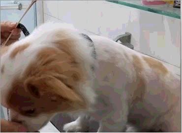 狮子狗：带着4000年来华夏贵族们专一的宠爱，走向世界的舞台