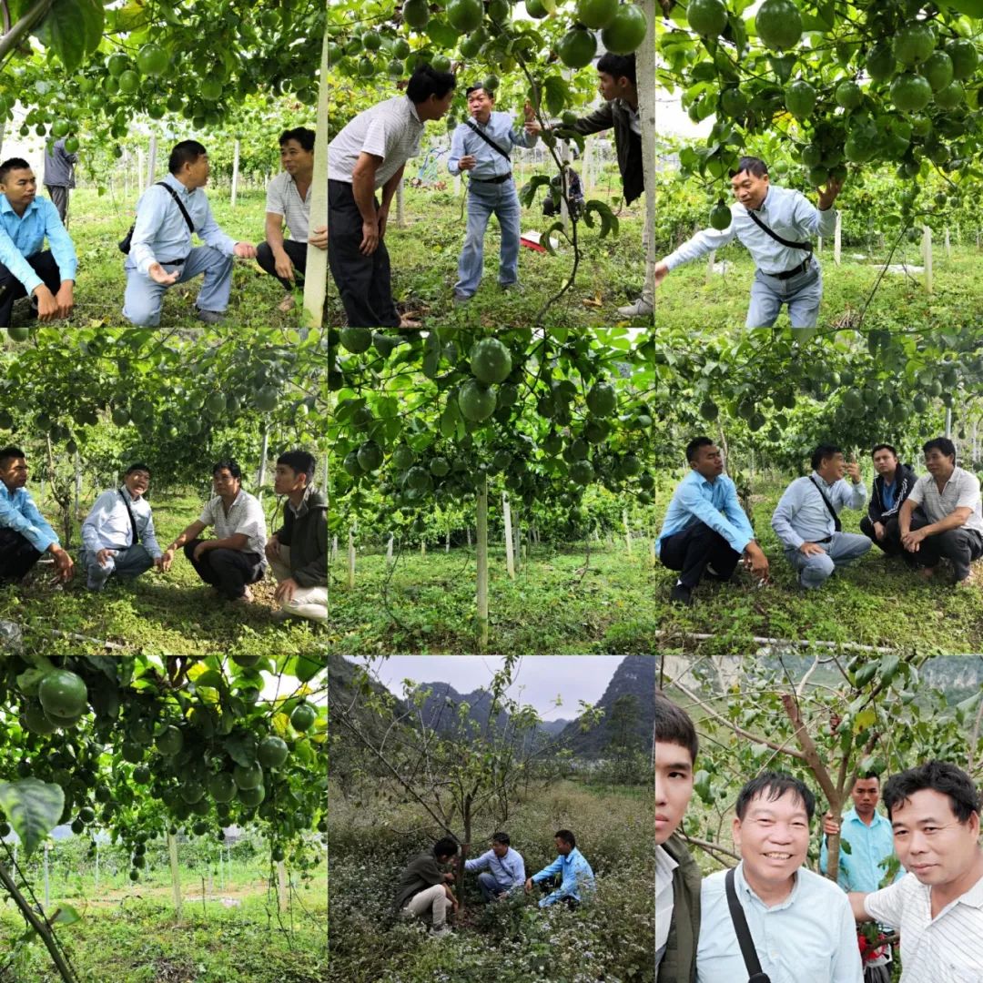 中农富玉大事记,中农富玉未来发展趋势