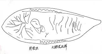 刺身里的寄生虫冻不死吗,刺身的寄生虫会到脑子里吗