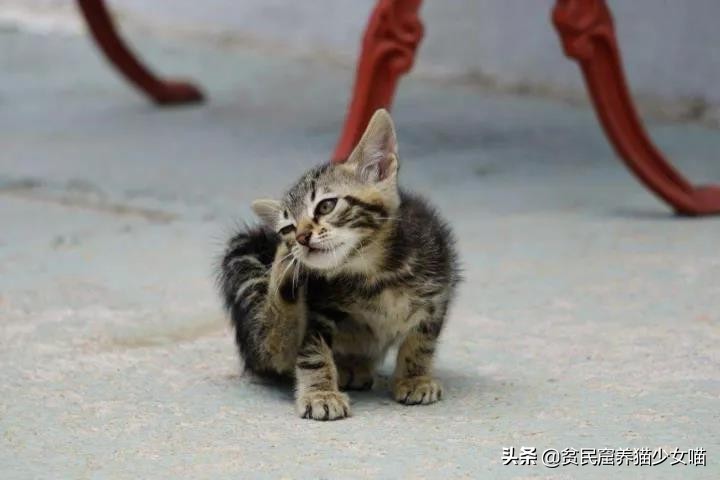 猫咪不停地甩头是什么含义,猫咪不停的甩头打喷嚏怎么办