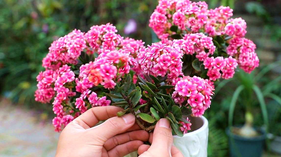 养长寿花选择什么颜色的花盆好看,长寿花推荐五种好看好养的品种