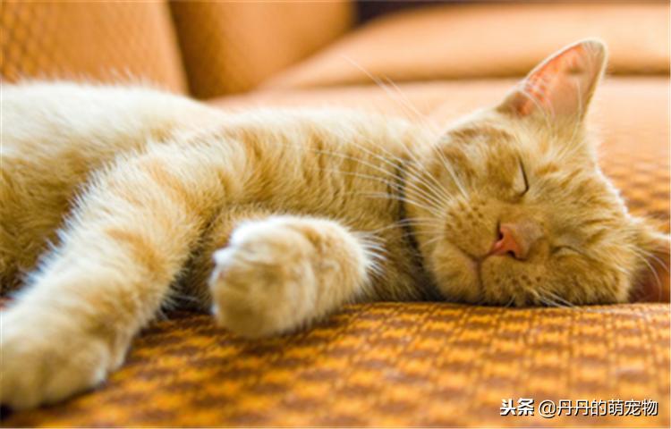 猫咪越来越反骨,猫咪反群怎么办