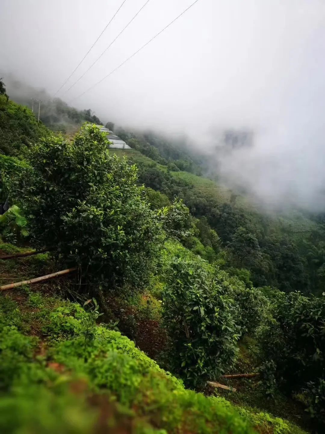 董明珠喝什么茶,勐傣好喝的茶