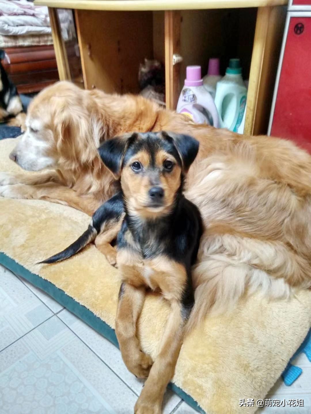 中华田园犬流浪能活下来吗,流浪田园犬幼崽死亡