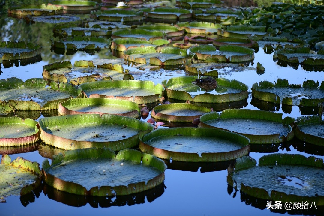 北京圆明园一日游推荐,圆明园秋色如画