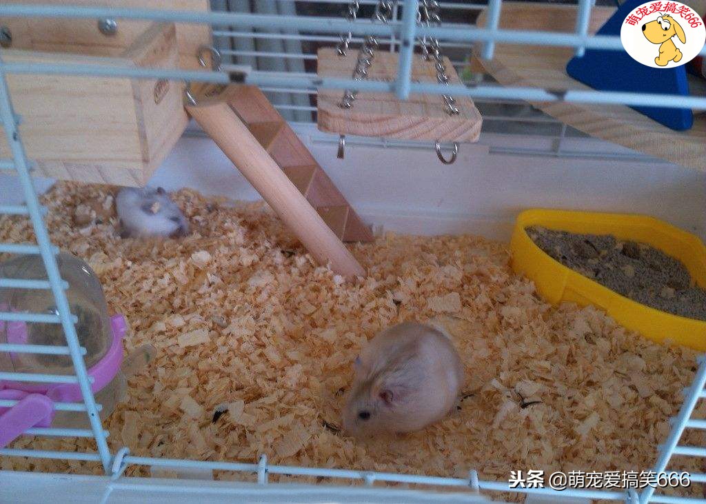 仓鼠哪些原因会导致死亡,养仓鼠时要注意什么问题