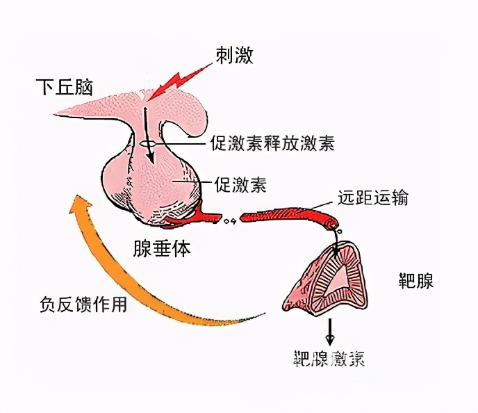 人缺失一个肾有什么副作用,缺少器官能活多久