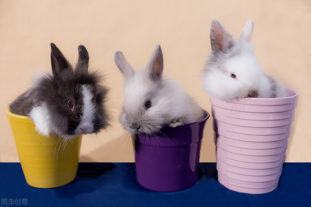 兔子流眼泪掉毛是怎么回事,兔子流眼泪出气困难怎么办