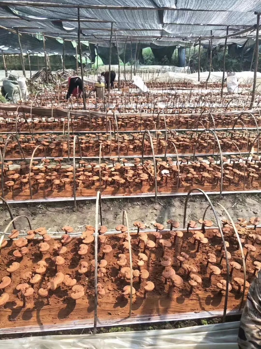 灵芝创始人,灵芝大王余胜