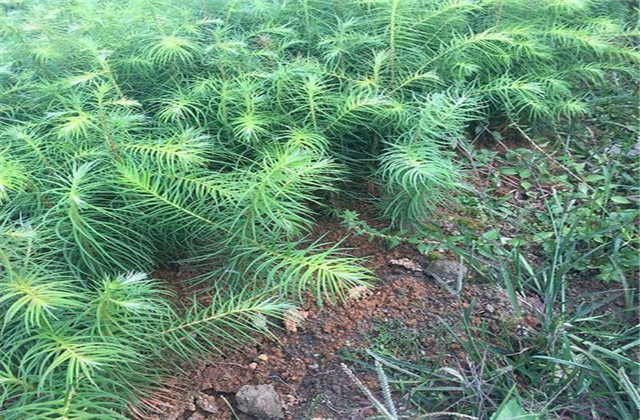 杉木有虫怎么防治,杉木虫害图片