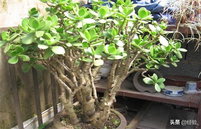 玉树叶子掉完了怎么补救,玉树的叶子上长黑斑一片片掉落