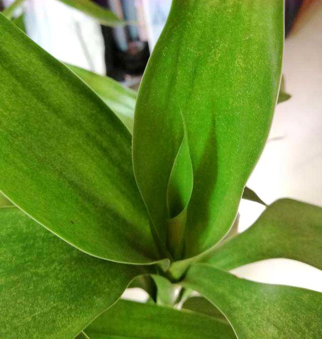 水培富贵竹黄叶别乱用药，方法不对只会一步错步步错