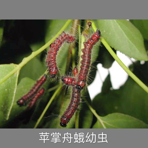 梨树上蝽象害虫用什么药,春季梨树害虫有哪些