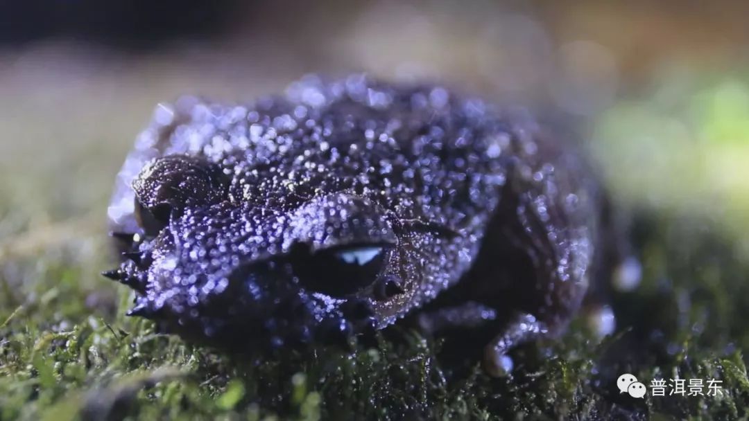 夜访哀牢山怪物，长相吓人叫声恐怖！