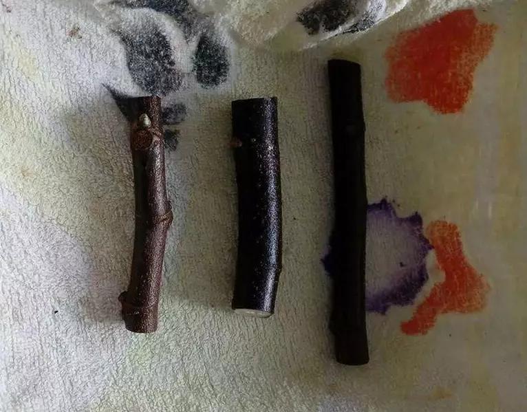 一根枝插土里就能成活的果树,大树枝直接插土里能活吗