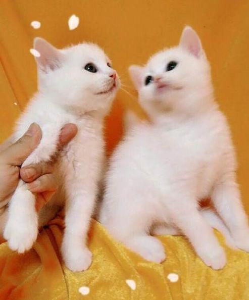 英国短毛猫究竟有多少种颜色,英国短毛猫十种受欢迎的毛色