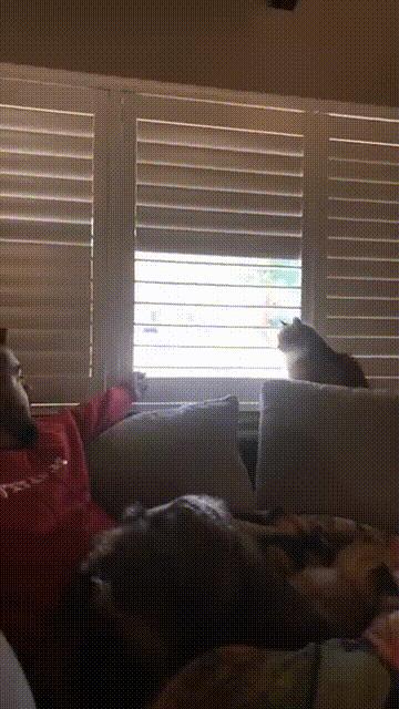 今日萌图,仓鼠身上长了疑似肿瘤的东西