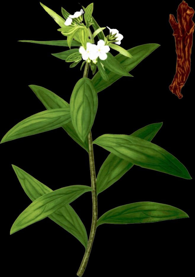 中药紫草和香料紫草,中医讲述中药紫草