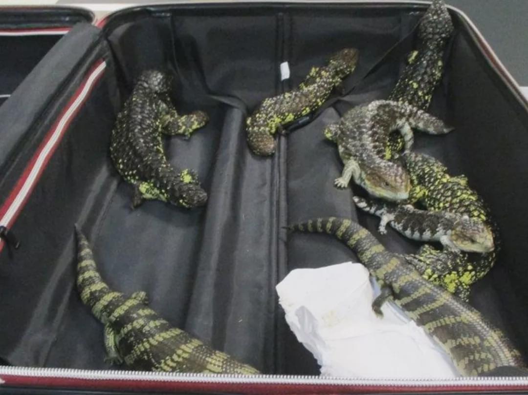 澳洲最新入境新规定官宣,澳洲入境被遣返流程