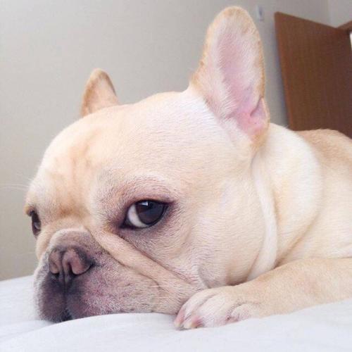 法斗拉稀吃什么好,每日拉稀怎么办