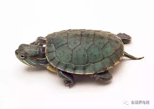 每周一龟|致敬巴神,物美价廉的普通彩龟