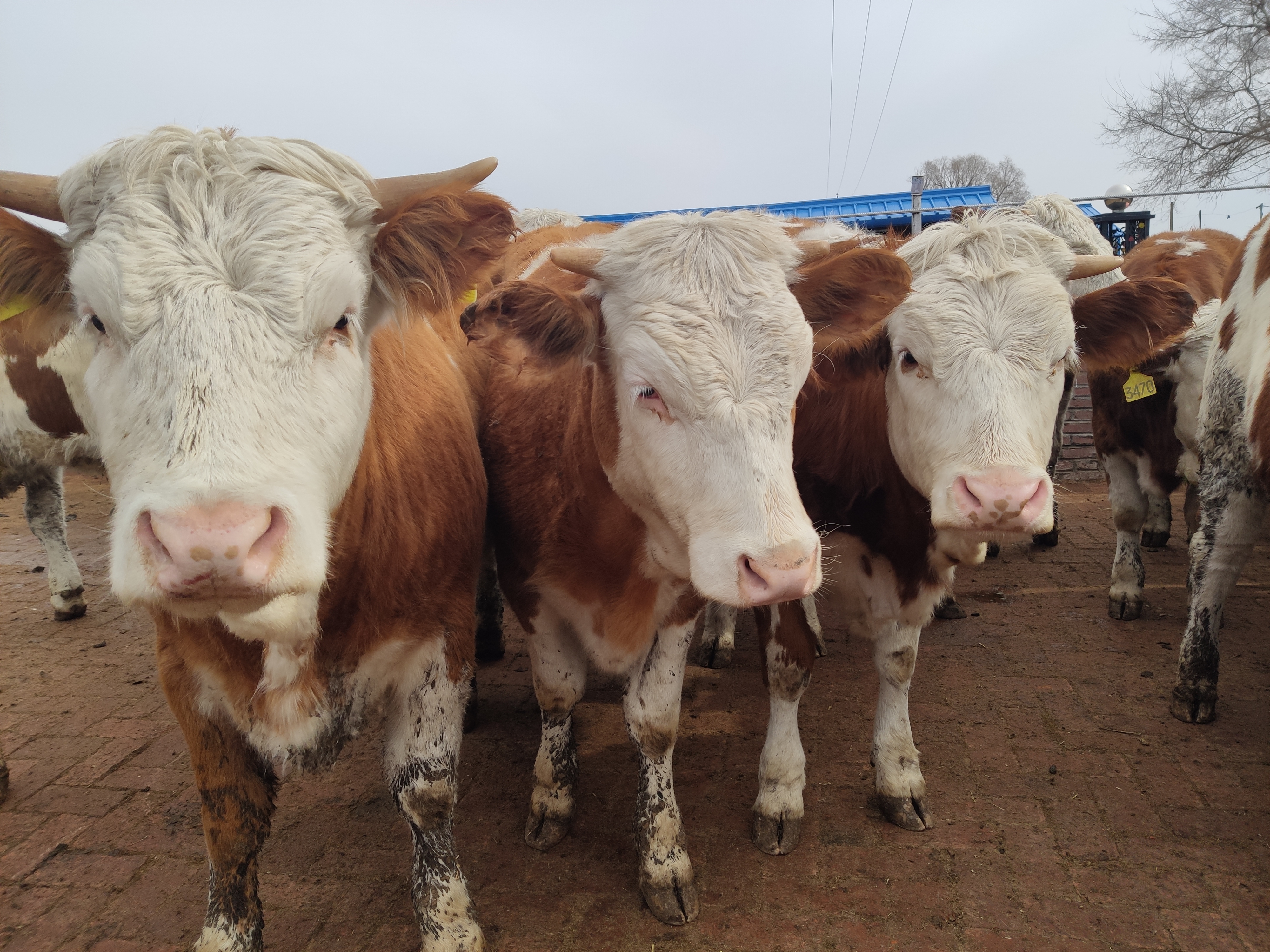 养殖处于朝阳产业的要属养牛,养牛虽然投资大,但效益同样也很大