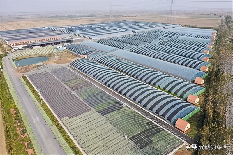 山东莱西乡村振兴试点名单,莱西市姜山镇最新规划