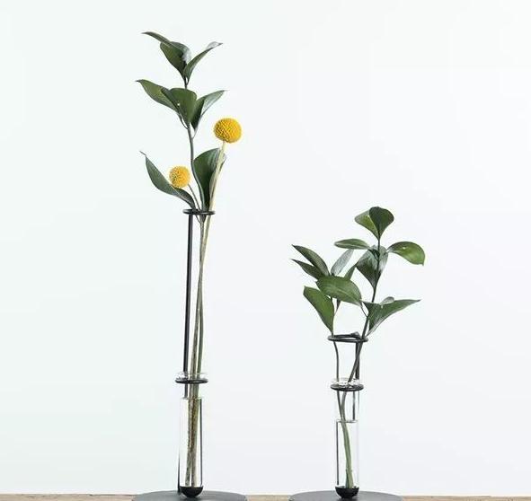 柠檬树种家里的好处,把柠檬树搬到阳光下