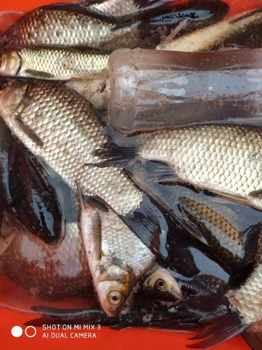 手竿钓草鱼还是海竿好,钓草鱼用海竿还是手竿好