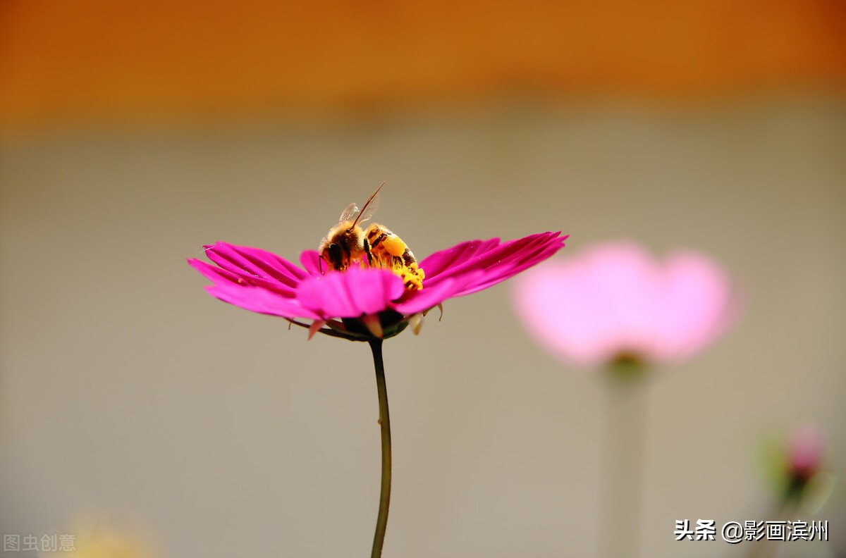 摄影的魅力文案,摄影的艺术魅力在哪里