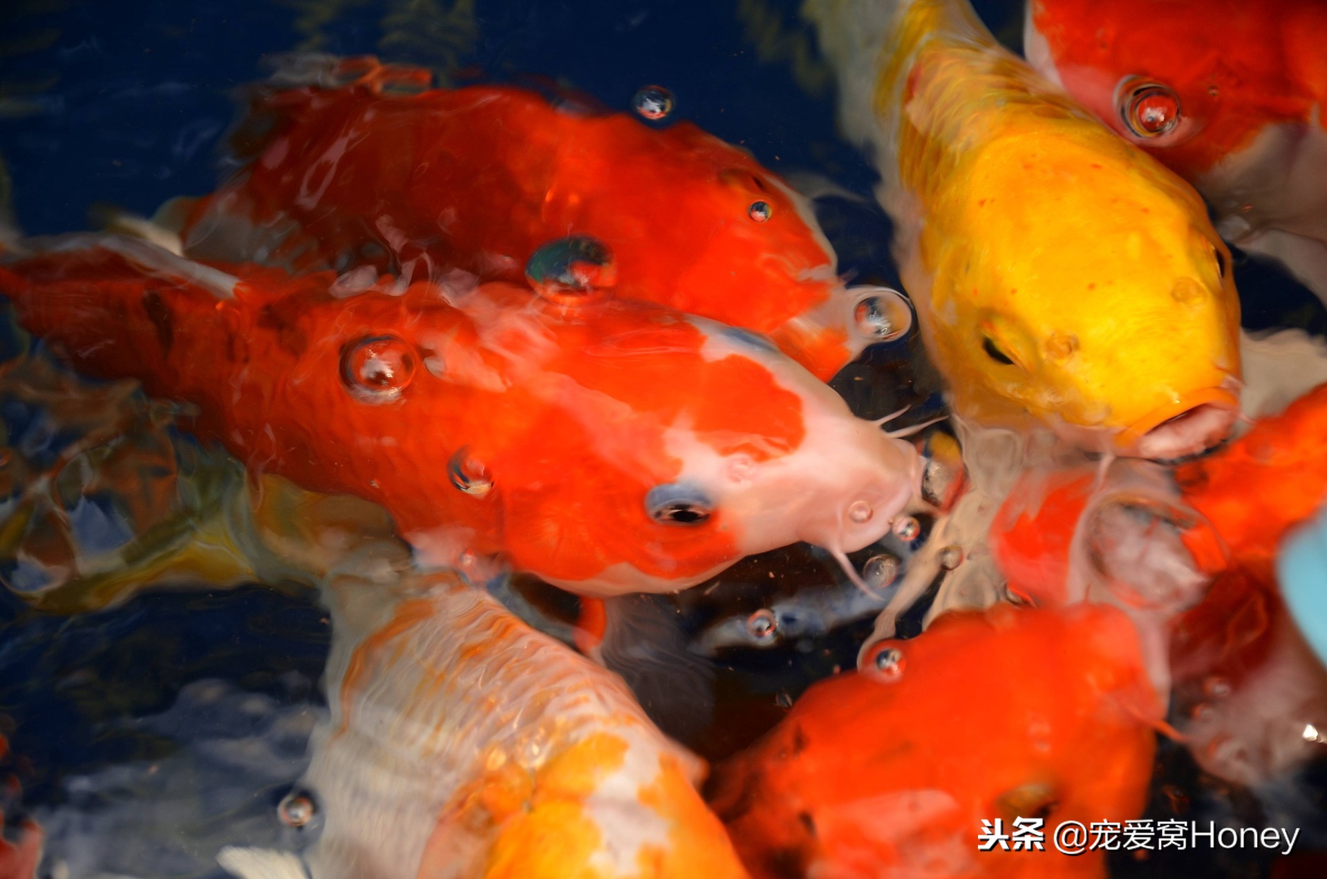 冬季养鱼的方法和注意事项,冬天养鱼温度多少合适