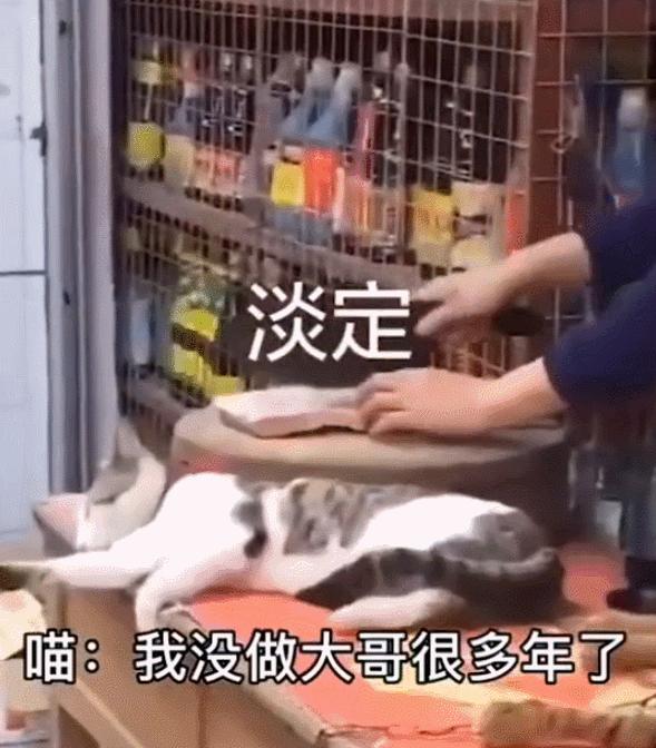 全网都以为复旦大学的猫被偷了，几天后…气得想骂猫
