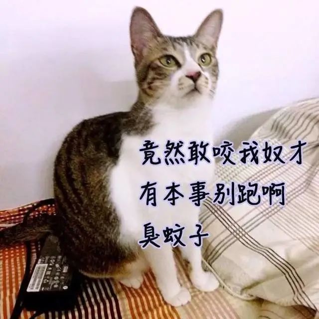夏天驱蚊对猫有影响吗,夏天喷洒什么药杀死蚊子苍蝇