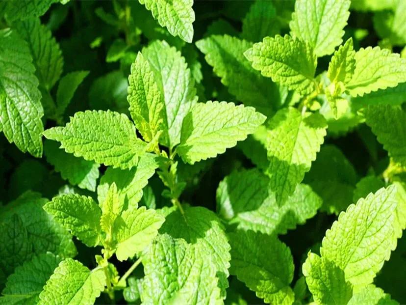 薄荷中药怎么炮制,与薄荷相似的中药