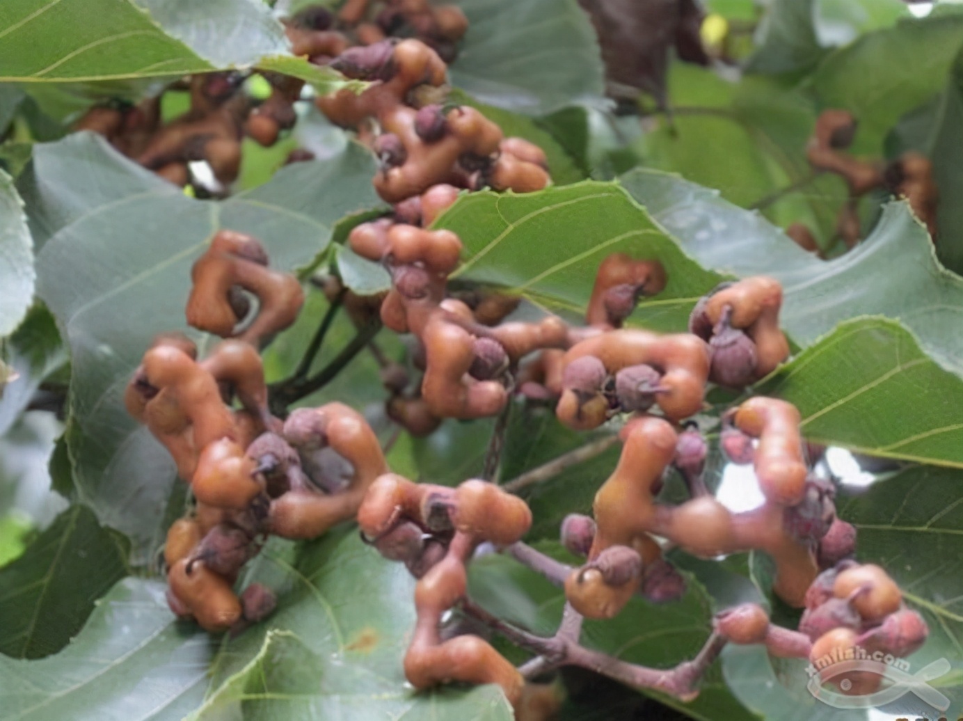 百种果子简介,百种果实图片