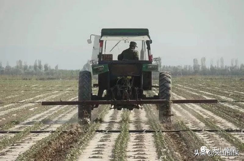 棉花长势弱怎么管理,棉花徒长