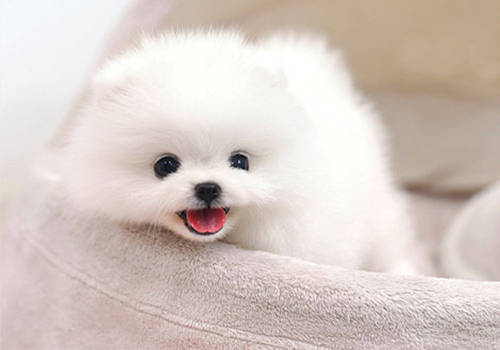 小狗满月喂什么样的狗粮,满月的小狗怎么喂养能吃狗粮吗