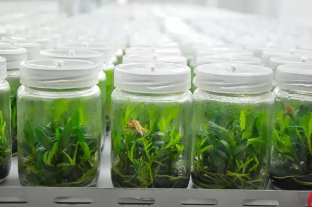 致富经种植新商机,种植致富好项目