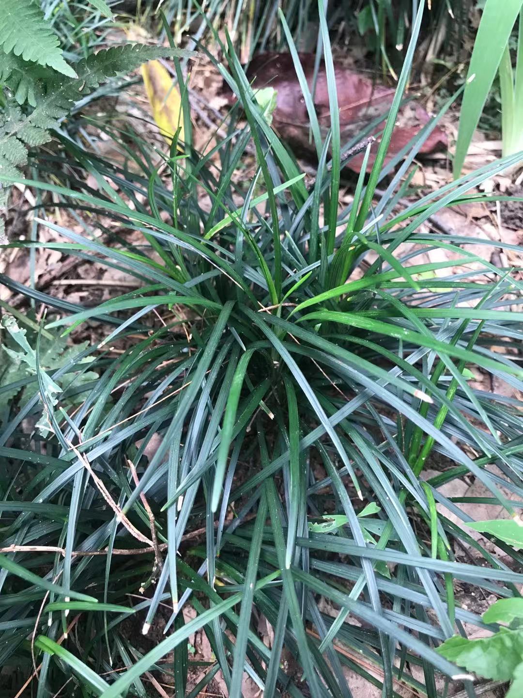 麦冬清肺养阴止咳,滋阴降火麦冬