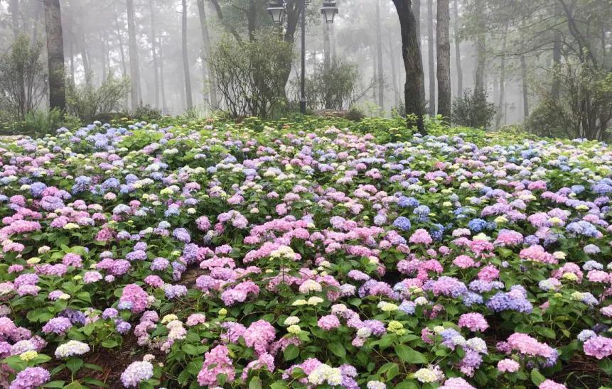 美美美！余杭七大花海组团来袭，遍地繁花好似人间仙境