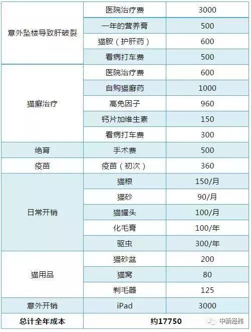 脑子一热养猫后悔怎么办,养猫后悔的原因有哪些