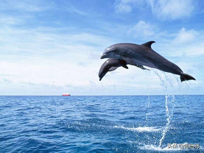 海豚湾,海豚湾恋人主题曲